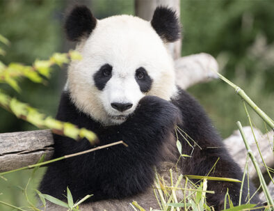 Activités autour de Veuzain sur Loire, le zoo de Beauval